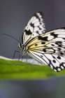 The large tree nymph, aka the paper kite butterfly and rice paper butterfly, is native to SE Asia. Art Print